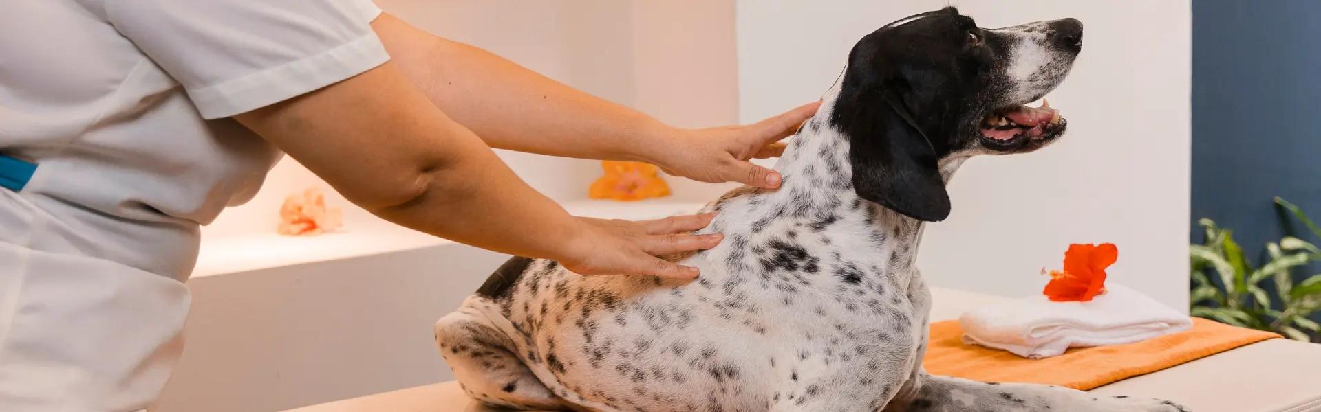 Azul Ixtapa Grand Resort Spa and Convention Center Hotel Ixtapa Zihuatanejo Azul Ixtapa Grand Resort Spa and Convention Center Hotel Ixtapa Zihuatanejo