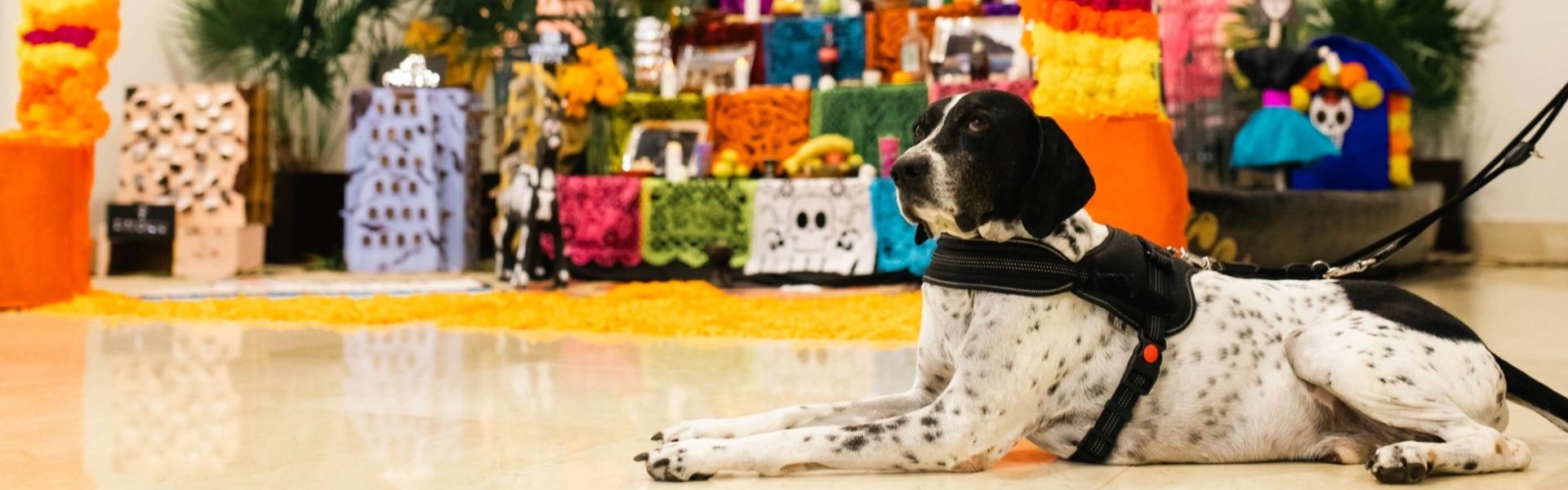 Hoteles Azul Ixtapa Hoteles Azul Ixtapa