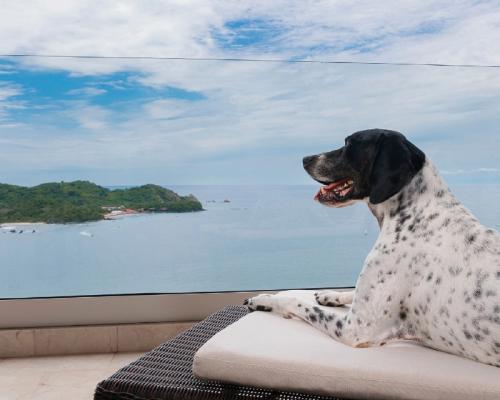 Dog friendly Azul Ixtapa All Inclusive Beach Resort Convention Center Hotel Ixtapa Zihuatanejo Dog friendly Azul Ixtapa All Inclusive Beach Resort Convention Center Hotel Ixtapa Zihuatanejo